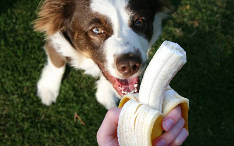 Cachorro-pode-comer-banana