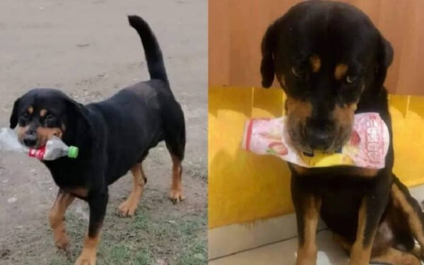 Cachorro quase à morte oferece "lixo" aos resgatadores como agradecimento Cachorro-quase-a-morte-oferece-lixo-aos-resgatadores