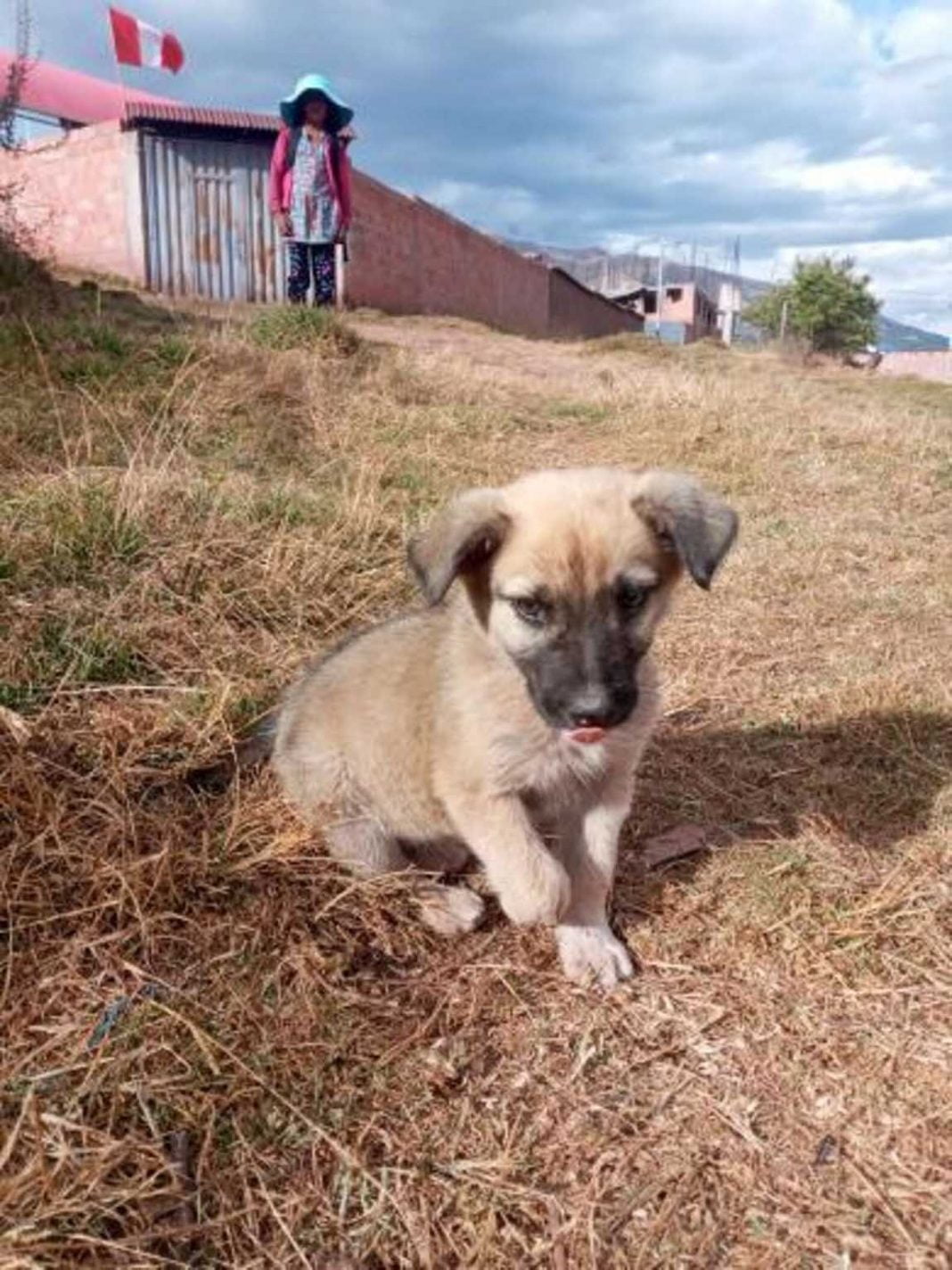 Cachorro recebe as melhores boas vindas dos outros cães do abrigo Cachorro recebe as melhores boas vindas dos outros cães do abrigo