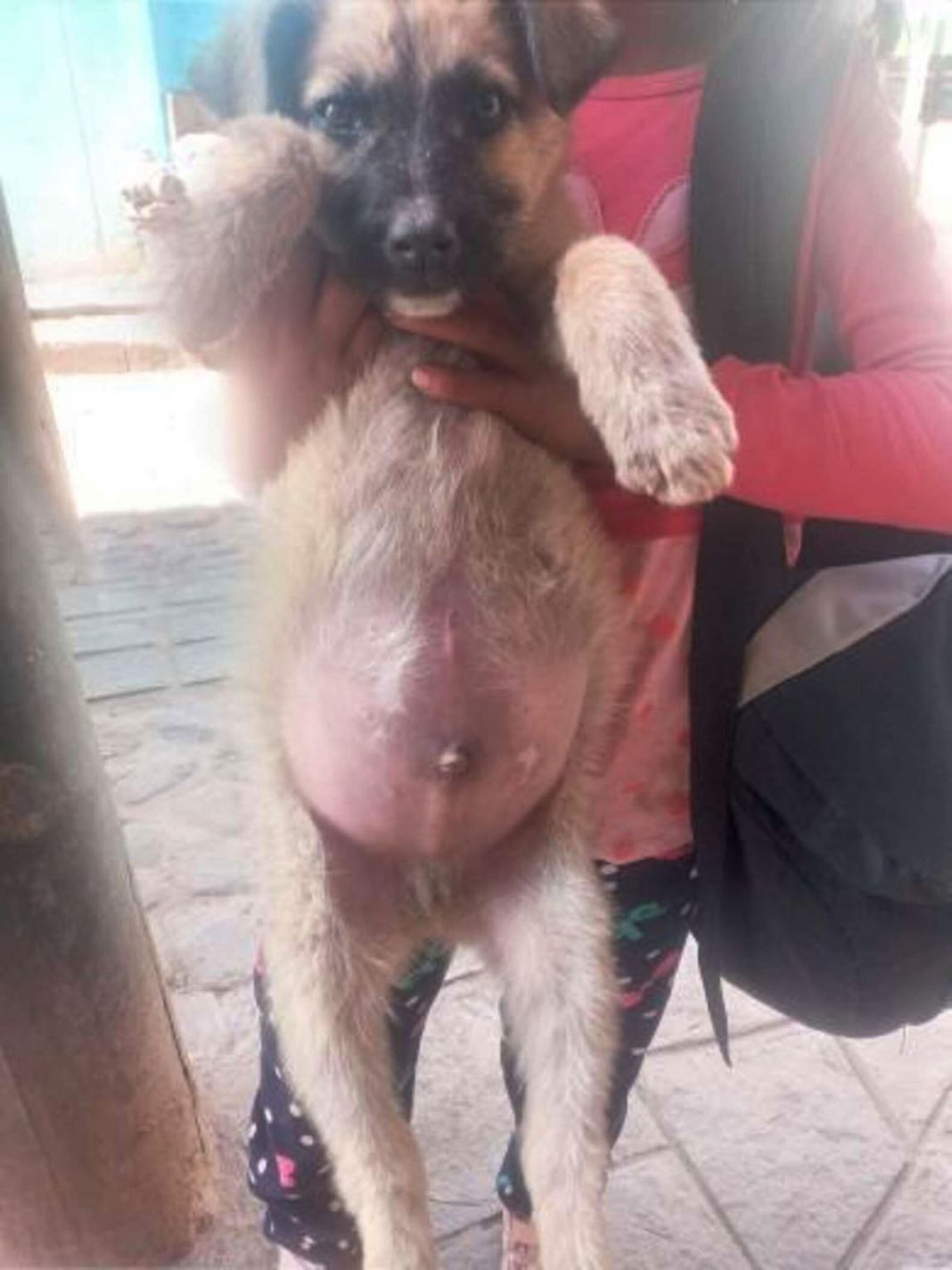 Cachorro recebe as melhores boas vindas dos outros cães do abrigo Cachorro recebe as melhores boas vindas dos outros cães do abrigo