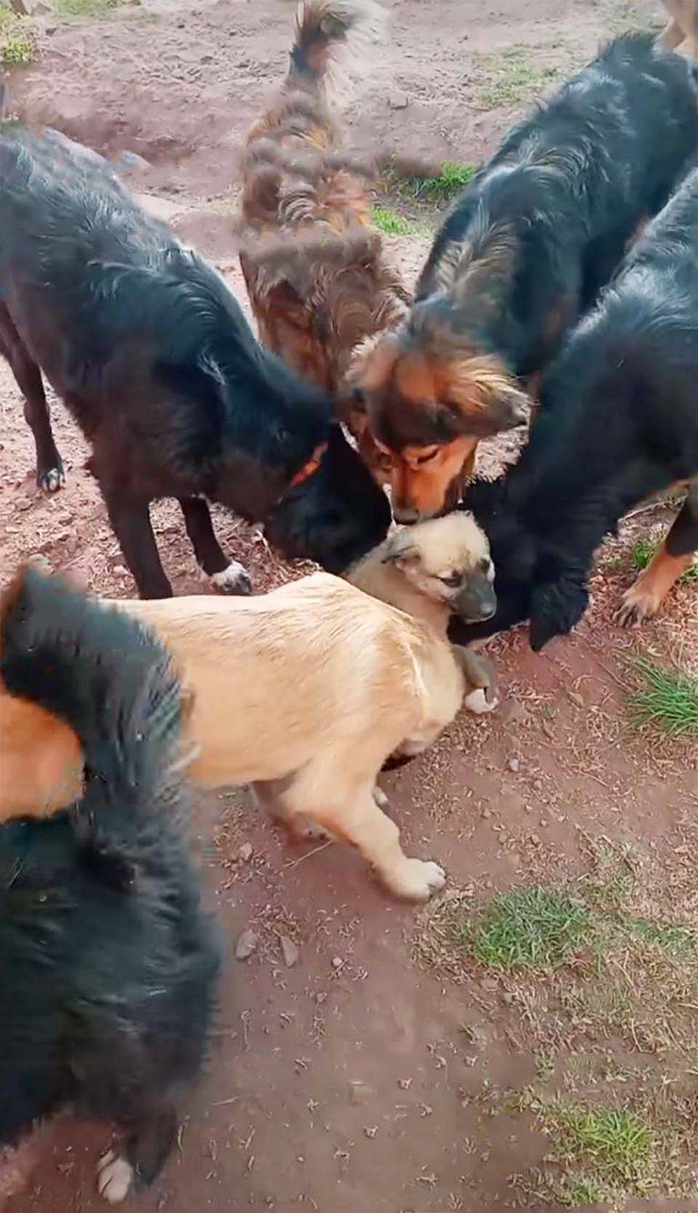 Cachorro recebe as melhores boas vindas dos outros cães do abrigo Cachorro recebe as melhores boas vindas dos outros cães do abrigo