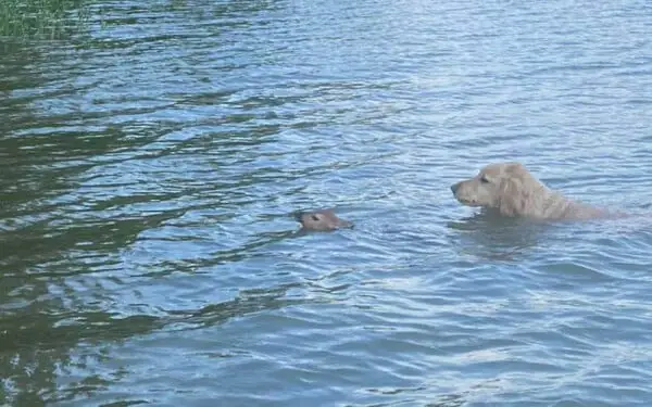 Cachorro salva cervo de afogamento e se recusa a deixar seu lado Cachorro-salva-cervo-de-afogamento-1