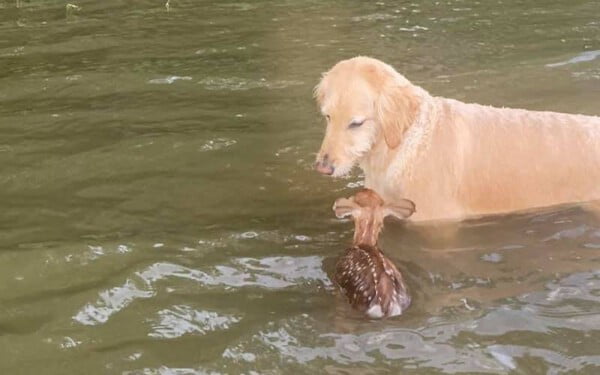 Cachorro salva cervo de afogamento e se recusa a deixar seu lado Cachorro-salva-cervo-de-afogamento-2