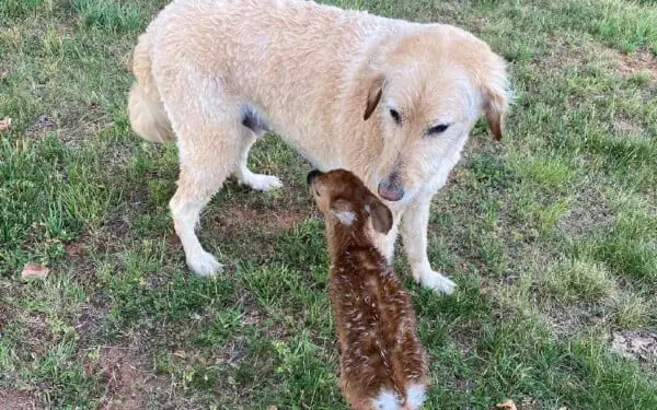 Cachorro salva cervo de afogamento e se recusa a deixar seu lado Cachorro-salva-cervo-de-afogamento-3
