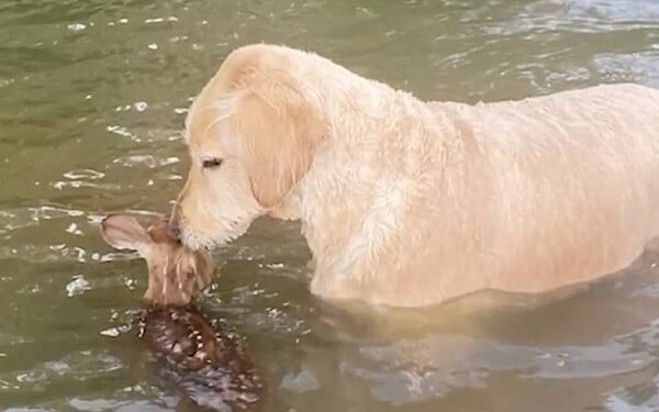Cachorro salva cervo de afogamento e se recusa a deixar seu lado Cachorro-salva-cervo-de-afogamento