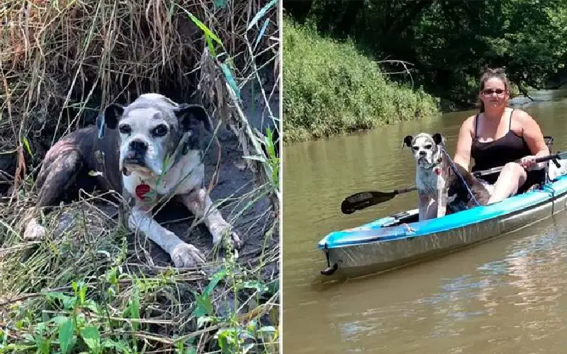 Canoístas resgatam cadela perdida em rio e salvam sua vida Canoistas-resgatam-cadela-em-rio