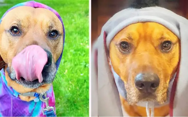Família encontra um jeito fofo de atenuar a ansiedade do seu cachorro Família encontra um jeito fofo de atenuar a ansiedade do seu cachorro