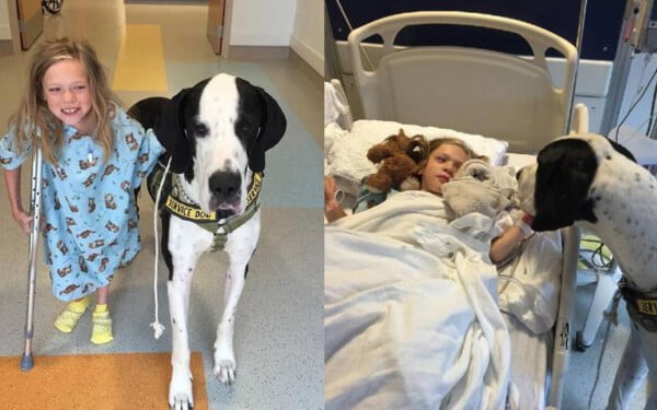 Garota de 13 anos com doença rara, volta a andar com a ajuda de seu cachorro