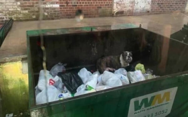 Motorista de caminhão de lixo salva cachorro: 'Ele poderia ter sido esmagado' motorista-salva-cachorro-da-morte