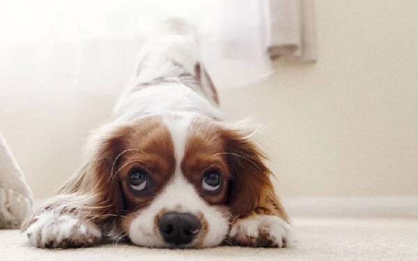 Pode dar antialérgico para cachorro? Pode-dar-antialergico-para-cachorro
