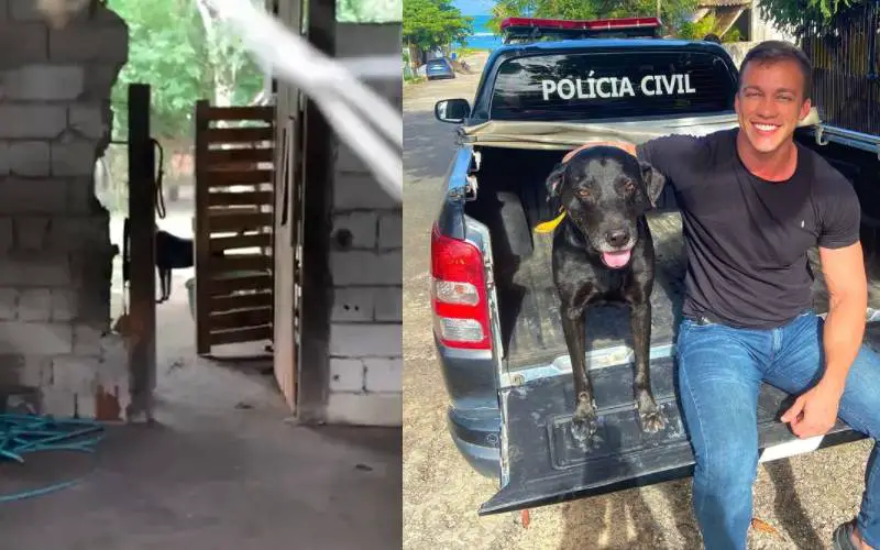 Polícia resgata cachorro mantido em cárcere para doação de sangue Polícia resgata cachorro mantido em cárcere para doação de sangue