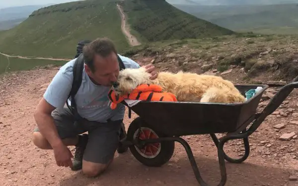 Pai de cão leva seu amigo doente para passeio de despedida Pai de cão leva seu amigo doente para passeio de despedida