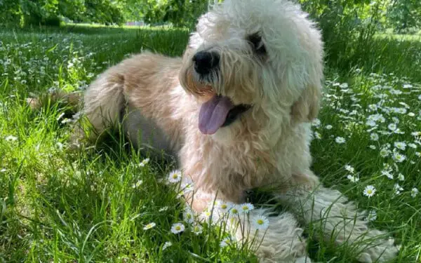 Pai de cão leva seu amigo doente para passeio de despedida Tutor-dedicado-leva-cachorro-para-passeio-de-despedida-3