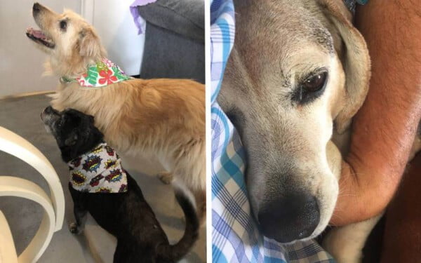 Americano cria asilo para cães idosos abandonados asilo-para-caes-idosos-abandonados-3