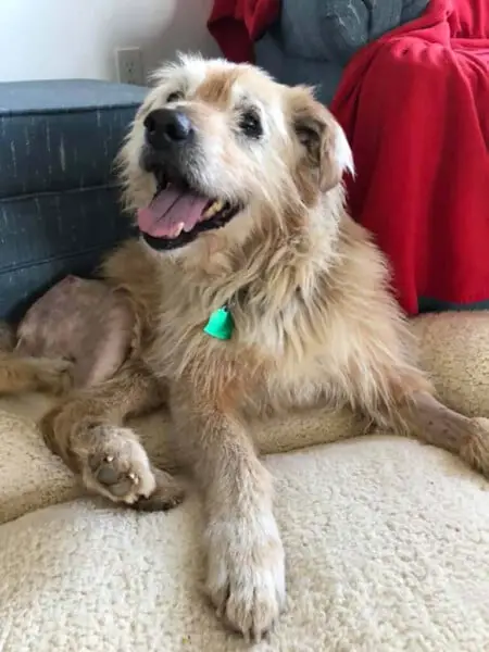 Americano cria asilo para cães idosos abandonados americano-cria-asilo-para-caes-idosos-abandonados-4