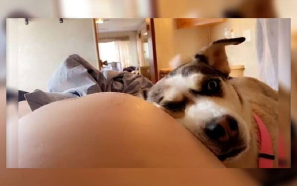 Cachorra adora ouvir o irmãozinho no ultrassom Cachorra adora ouvir o irmãozinho no ultrassom