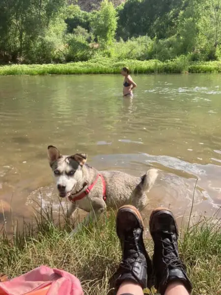 Cachorra adora ouvir o irmãozinho no ultrassom Cachorra adora ouvir o irmãozinho no ultrassom