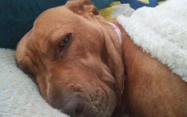 Cachorra é roubada junto com o carro e o reencontro é de derreter o coração Cachorra é roubada junto com o carro e o reencontro é de derreter o coração