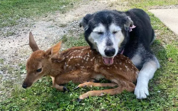 Cachorra abraça e cuida de cervo doente até encontrarem um lar cachorra-faz-amizade-com-cervo-doente
