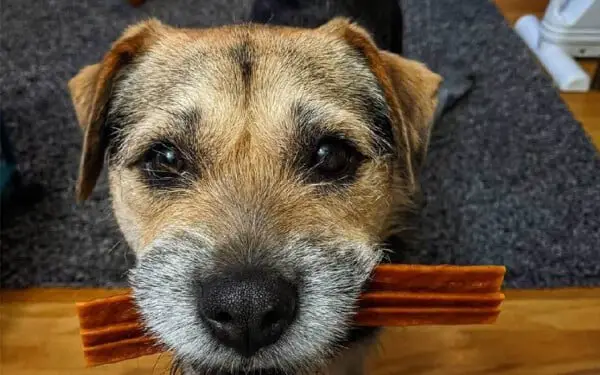 Cachorra resgatada se torna o funcionário mais fofo da loja
