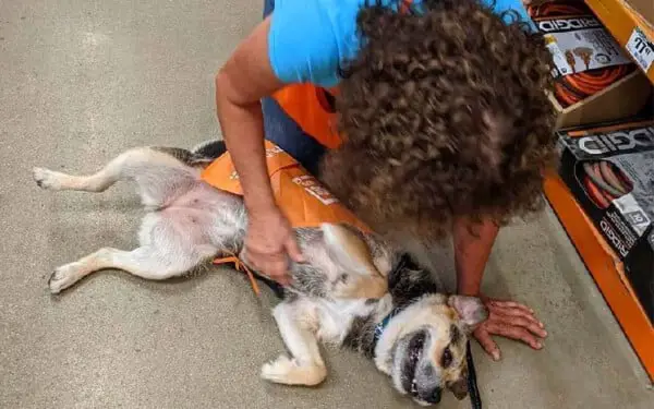 Cachorra resgatada se torna o funcionário mais fofo da loja