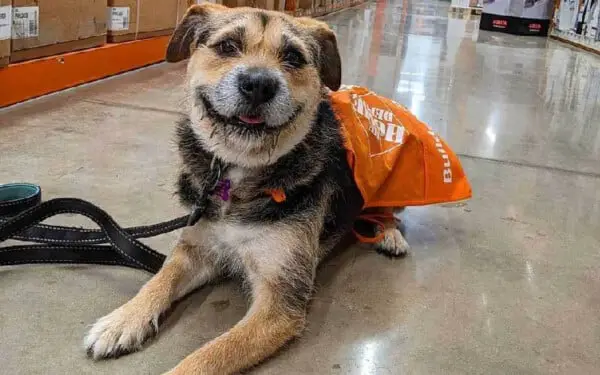 Cachorra resgatada se torna o funcionário mais fofo da loja