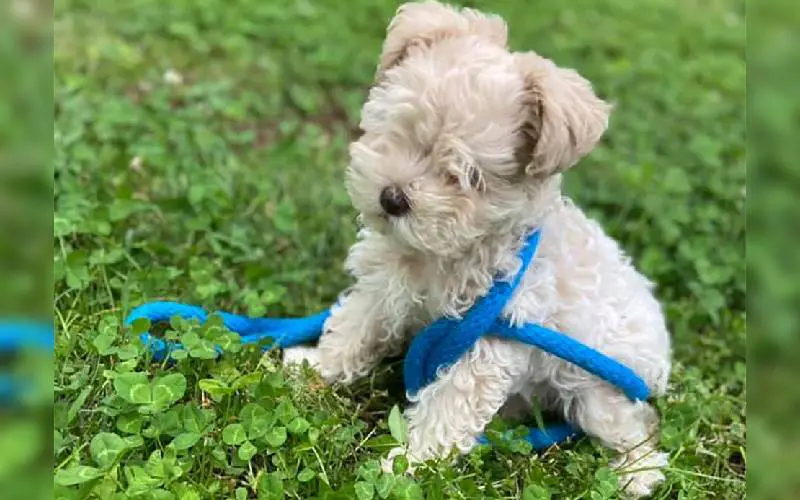 Cachorrinha é abandonada por criador que queria obter "o menor teacup"
Cachorrinha é abandonada por criador que queria obter "o menor teacup"