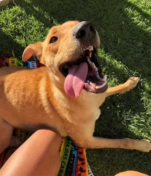 Reencontro emocionante de uma mulher e seu cachorro perdido por 3 meses Reencontro emocionante de uma mulher e seu cachorro perdido por 3 meses