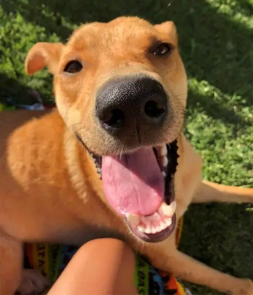 Reencontro emocionante de uma mulher e seu cachorro perdido por 3 meses Reencontro emocionante de uma mulher e seu cachorro perdido por 3 meses