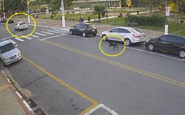 Cachorro corre atrás de carro depois de ser abandonado cachorro-corre-atras-de-carro-depois-de-ser-abandonado