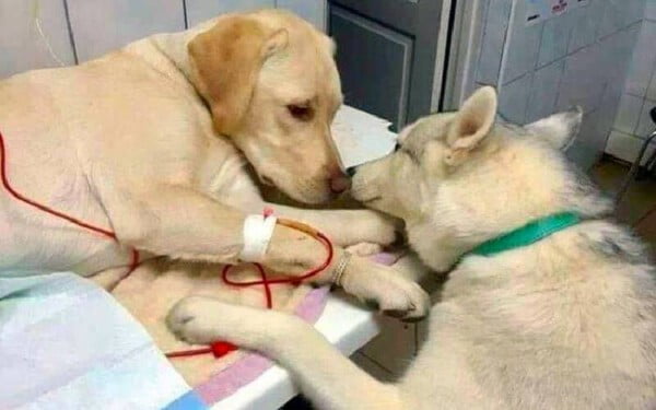 Cachorro dá apoio a paciente em clínica veterinária e cena emociona Cachorro dá apoio a paciente em clínica veterinária e cena emociona