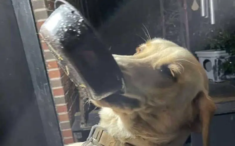 Todos os dias, este cachorro dá boas vindas a mãe com um presente cachorro-da-boas-vindas-a-mae-com-presentes-2