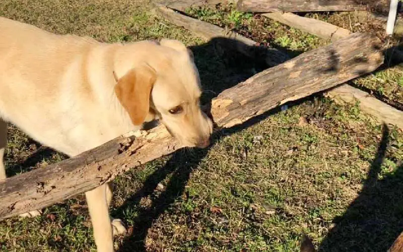 Todos os dias, este cachorro dá boas vindas a mãe com um presente cachorro-da-boas-vindas-a-mae-com-presentes-3