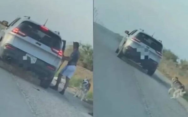 Cachorro é abandonado na estrada e ganha nova família cachorro-e-abandonado-na-estrada-e-ganha-nova-familia-1