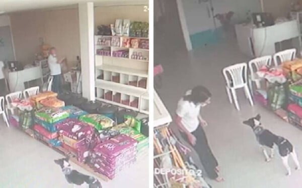 Cachorro ferido entra em clínica veterinária para pedir ajuda cachorro-entra-em-clinica-para-pedir-ajuda