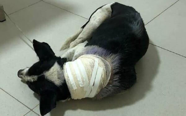 Cachorro ferido entra em clínica veterinária para pedir ajuda cachorro-entra-em-clinica-para-pedir-ajuda-2