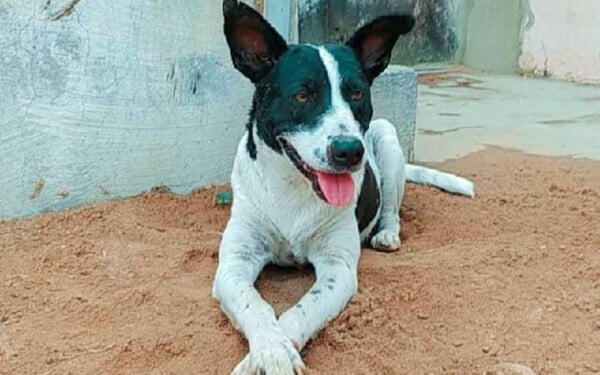 Cachorro ferido entra em clínica veterinária para pedir ajuda cachorro-entra-em-clinica-para-pedir-ajuda-3