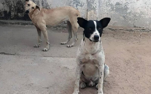Cachorro ferido entra em clínica veterinária para pedir ajuda cachorro-entra-em-clinica-para-pedir-ajuda-4