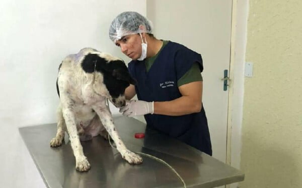 cachorro-entra-em-clinica-para-pedir-ajuda