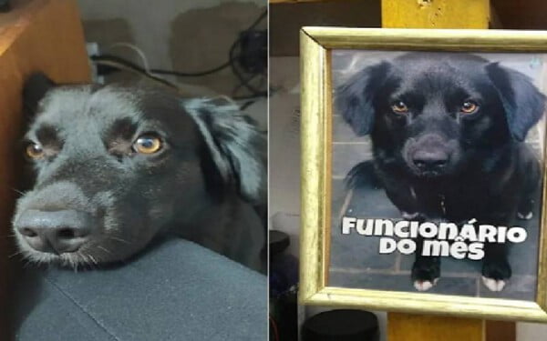 Cachorro resgatado ganha título de “funcionário do mês” e vira sensação entre clientes cachorro-ganha-titulo-de-funcionario-do-mes