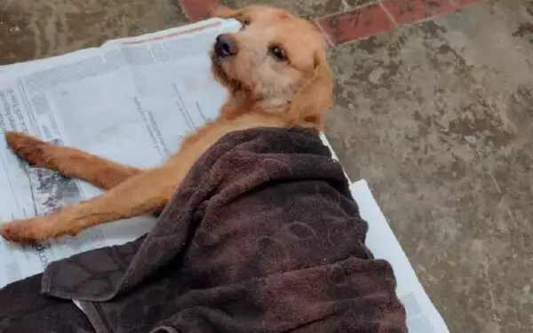 Cachorro cai em buraco, fica preso e é salvo pelos bombeiros em SP Cachorro cai em buraco, fica preso e é salvo pelos bombeiros em SP