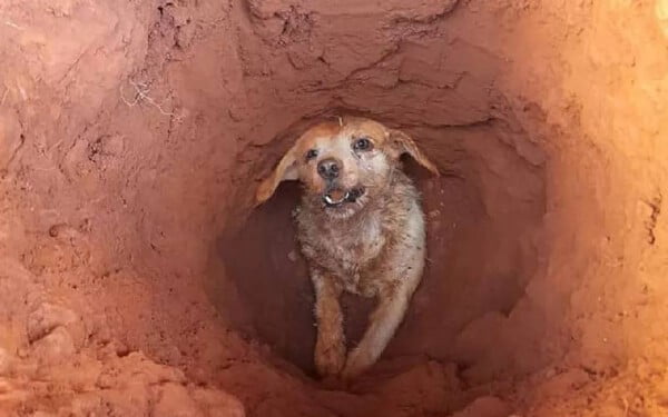 Cachorro cai em buraco, fica preso e é salvo pelos bombeiros em SP Cachorro cai em buraco, fica preso e é salvo pelos bombeiros em SP