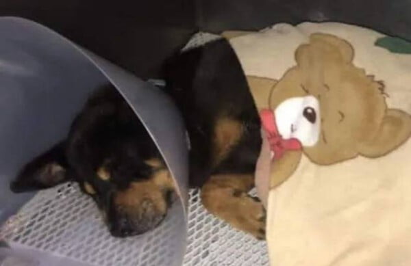Cachorro quase à morte oferece "lixo" aos resgatadores como agradecimento cachorro-quase-a-morte-oferece-lixo-aos-resgatadores-1