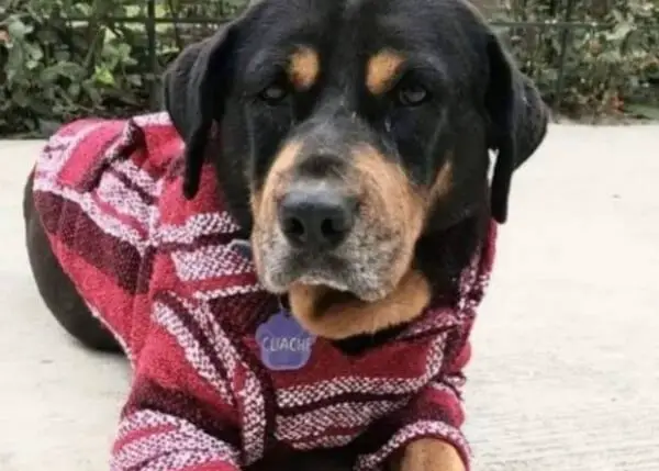 Cachorro quase à morte oferece "lixo" aos resgatadores como agradecimento cachorro-quase-a-morte-oferece-lixo-aos-resgatadores-2