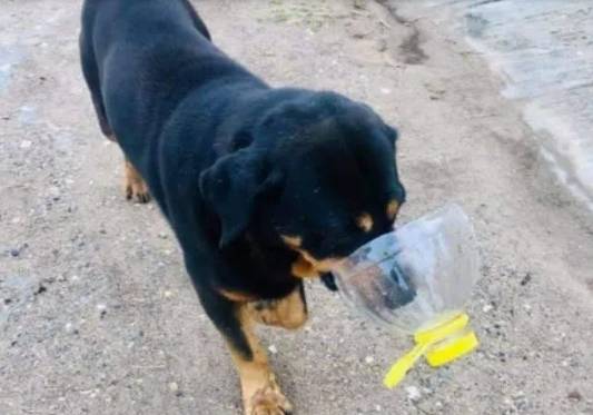 Cachorro quase à morte oferece "lixo" aos resgatadores como agradecimento cachorro-quase-a-morte-oferece-lixo-aos-resgatadores-3