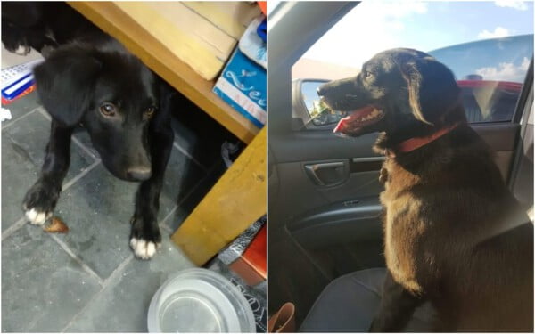 Cachorro resgatado ganha título de “funcionário do mês” e vira sensação entre clientes Cachorro resgatado ganha título de “funcionário do mês” e vira sensação entre clientes