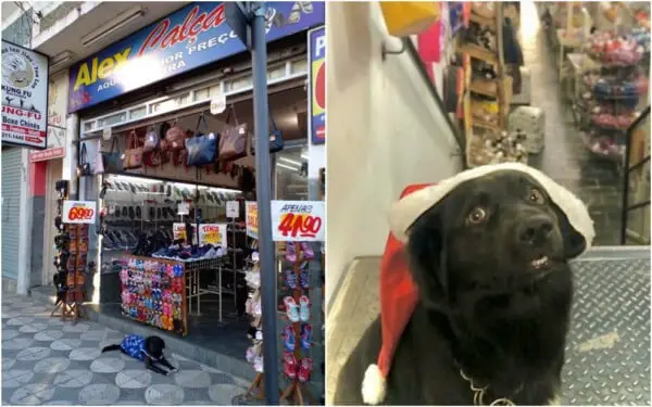 Cachorro resgatado ganha título de “funcionário do mês” e vira sensação entre clientes
