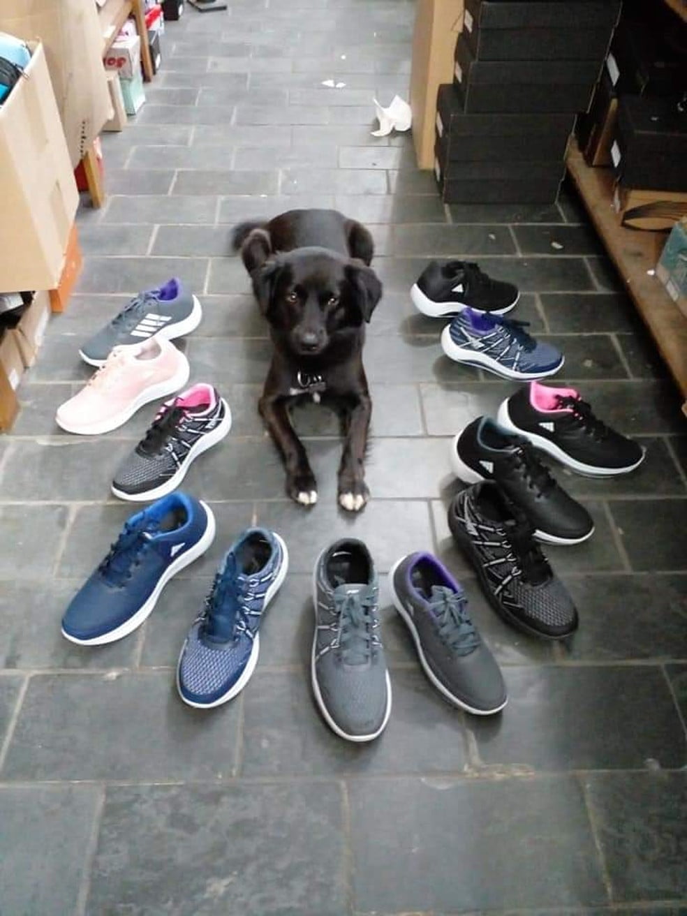 Cachorro resgatado ganha título de “funcionário do mês” e vira sensação entre clientes Cachorro resgatado ganha título de “funcionário do mês” e vira sensação entre clientes