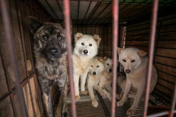 Cachorros são resgatados do “festival da carne”