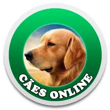 Os 10 alimentos mais tóxicos para os cachorros Cães Online